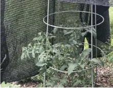  ?? Betty Cahill, Special to The Denver Post ?? Shade cloth is a gardener’s friend for sun and hail protection.