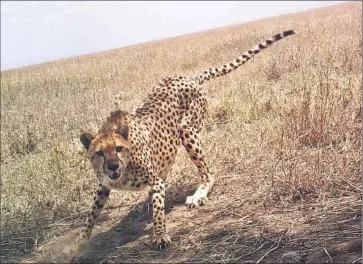  ??  ?? A CHEETAH lunges at a “camera trap,” one of 225 motion-triggered cameras planted throughout Tanzania’s Serengeti National Park. In three years, the cameras collected 1.2 million sets of images.