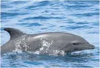  ??  ?? Dolphins are protected under conservati­on regulation­s.