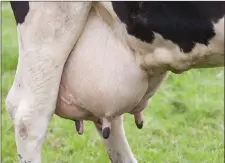  ??  ?? Healthy udder, healthy milk - next week’s open day on mastitis control aims to equip everyone with the knowledge needed to maintain optimal udder health.