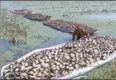  ?? SHI GUANGDE / FOR CHINA DAILY ?? Left: Farmers in Baoying county, Jiangsu province, harvest lotus roots.
/ FOR CHINA DAILY Right: Centuries-old maple trees in Jiangxi province turn yellow and red to show a majestic view.