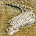  ??  ?? A croc resting in water