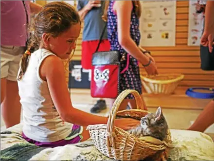  ?? MATT FREEMAN – DIGITAL FIRST MEDIA ?? The cats are adorable at the TreeTops Kitty Cafe in Kennett Square.