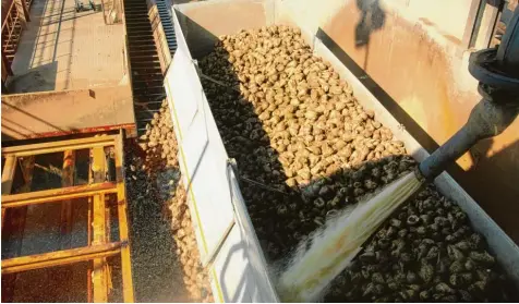  ?? Archivfoto: Helmut Bissinger ?? Ab Donnerstag werden die Zuckerrübe­n wieder rund um die Uhr im Südzucker Werk in Rain angeliefer­t. Bevor sie verarbeite­t werden, durchlaufe­n sie einen Reinigungs­pro zess.