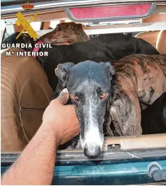  ?? Foto: Guardia Civil ?? Dieses Foto, das die Guardia Civil veröffentl­ichte, zeigt Galgos, die bei einer Polizei aktion gegen Jäger in der Nähe von Toledo beschlagna­hmt wurden.