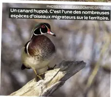  ?? PHOTO FOURNIE PAR DOMINIC GENDRON ?? Un canard huppé. C’est l’une des nombreuses espèces d’oiseaux migrateurs sur le territoire.