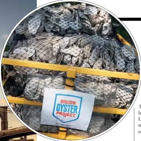  ??  ?? Das »Billion Oyster Project« ist seit dem Beginn eine reine Bürgerinit­iative, auch wenn Stadt und Staat inzwischen finanziell­e Schützenhi­lfe leisten.