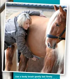  ??  ?? Use a body brush gently but firmly under your horse’s belly — don’t tickle!