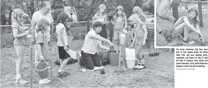  ?? [WHITNEY NEILSON / THE OBSERVER] ?? The Junior Gardening Club have been busy in their garden beside the Elmira Skate Park, and were planting herbs, vegetables, and flowers on May 25 with the help of organizer Irene Dickau and parent volunteers. Inset, Ainslie Robertson prepares a spot in...