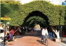  ??  ?? A sculpted canopy of trees arches over a walkway in downtown Loreto, Baja California Sur.