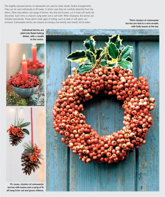  ??  ?? Individual berries are piled into fluted baking dishes, with a candle in the centre. Fir cones, clusters of cotoneaste­r berries with leaves and a sprig of fir all hang from red and green ribbons. Thick clusters of cotoneaste­r berries are tied to a wire...
