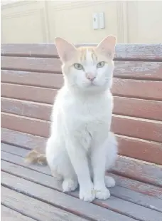  ?? Courtesy Jo Cathrine ?? Gussy at his bus stop bench in Al Bateen. He still waits for the cold-hearted people who dumped him there