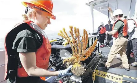  ?? Al Seib Los Angeles Times ?? MARINE BIOLOGIST Leslie Wickes, left, works on a NOAA research ship near the Channel Islands in 2015. “Fortunatel­y, Congress will have the last say on any reckless cuts to NOAA,” Sen. Bill Nelson (D-Fla.) said in reaction to President Trump’s budget proposal.