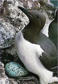  ??  ?? A cliff-nesting Common Guillemot with its single egg.