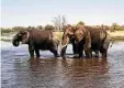  ?? FOTO: GETTY ?? Die größten Landsäuger der Welt: Afrikanisc­he Elefanten.