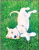  ??  ?? In this Oct 18, 2016 photo provided by Michelle Linendoll, her adopted puppy Tanner lies while playing in the grass in South
Glens Falls, New York. (AP)