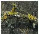  ??  ?? The different lichens on this bark didn’t cause the tree any harm