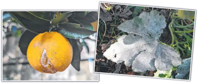  ?? Pictures: Mike Wells ?? LEFT: Excessive soil moisture, usually following a dry period, will cause fruit splitting such as in this navel orange. RIGHT: Powdery mildew on a zucchini leaf - the white/silvery bloom appears similarly on other plants such as roses at this time.