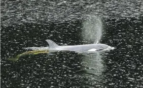  ?? CHAD HIPOLITO THE CANADIAN PRESS ?? An orphaned killer whale calf swims in a lagoon near Zeballos, B.C., on Thursday.