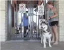  ??  ?? Juneau, a 2-year-old Husky owned by Kaite Klopp, waits to enter the Grandview pool for the Sept. 7 dog swim. The pool’s season ended for humans the day before, on Labor Day.