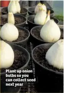  ??  ?? Plant up onion bulbs so you can collect seed next year