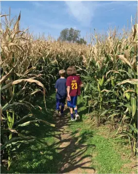  ?? PHOTO BY SHANDA LOWERY-SACHS ?? Nate (11) and Elliot Sachs (9) investigat­ing a path through the corn maze.