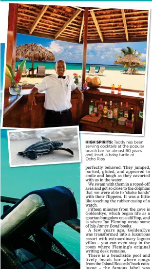  ??  ?? HIGH SPIRITS: Teddy has been serving cocktails at the popular beach bar for almost 60 years and, inset, a baby turtle at Ocho Rios