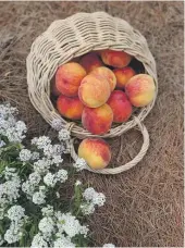  ?? ?? A hailstorm damaged her dwarf pixzee peach tree late last year, ruining the summer crop.