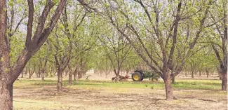  ?? ANGELA KOCHERGA/JOURNAL ?? A worker clears debris from a pecan orchard in Doña Ana County in preparatio­n for irrigation season. New Mexico pecans are among the products caught up in tariff threats between the United States and China. China is the top foreign buyer of U.S.grown...