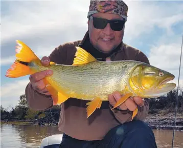  ??  ?? Contrastes: en la misma jornada pasamos de la delicadeza a la batalla. Una sutil pesca de pejerreyes compartida con una no menos delicada pesca con mosca en donde es clave presentar bien el engaño, se vuelve furia cuando el tigre de los ríos es pinchado y busca zafar entre los palos sumergidos.