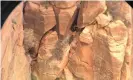  ??  ?? Zion national park biologists confirmed a California condor chick in a nest on the cliffs near the north rim of the Grand Canyon. Photograph: Zion National Park