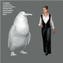  ??  ?? A helpful comparison shows us what a monster the giant penguin would have been.