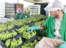  ?? ?? El banano es uno de los productos de exportació­n del país.