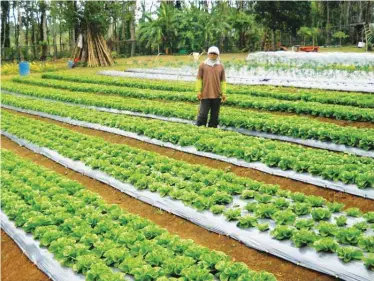  ??  ?? Kalye Luntian head caretaker Bonifacio Pasquil checks on lettuce plots at the farm.