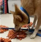  ?? Animal Friends ?? Gypsy looks for treats in mini sniffing mats at Animal Friends.