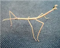  ??  ?? . . . this stick insect found by Darryl Young on a path in Dunedin . . .