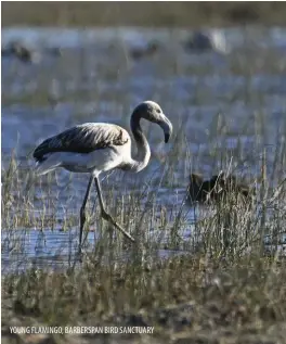  ?? ?? YOUNG FLAMINGO, BARBERSPAN BIRD SANCTUARY