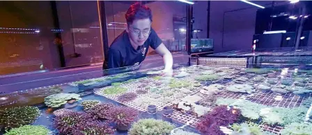  ??  ?? Corralling coral: Looi (right) and his cousin Ng Ken Wen with the hundreds of corals species that could be found in their Johor baru shop.