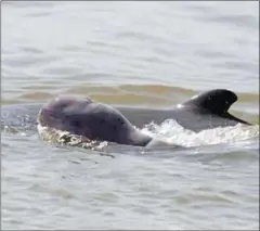  ?? WWF-CAMBODIA ?? A newly born calf was found on Wednesday among a pod of seven dolphins in Prek Kam Pi Resort area in Kam Pi village, Sambok commune, Chitr Borei district, in Kratie province.