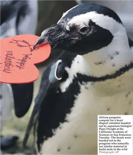  ??  ?? African penguins compete for a heart shaped valentine handed out by aquarium biologist Piper Dwight at the California Academy of Sciences in San Francisco, Tuesday. The hearts were handed out to the penguins who naturally use similar material to build nests in the wild Photograph: AP