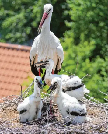  ?? Foto: Gutmann ?? Die Störche auf dem Turm des Blindenhei­ms in Pfaffenhau­sen ziehen in diesem Sommer drei Jungvögel groß. Insgesamt sind bis her in 32 Nestern mindestens 37 Storchenkü­ken geschlüpft.