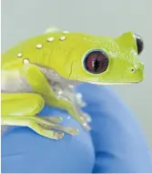  ??  ?? READY TO SPRING: A gliding tree frog