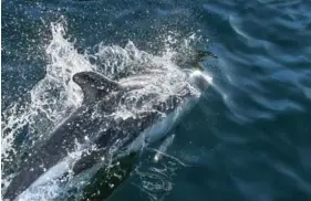  ??  ?? Left / Izquierda: Peale’s Dolphin, Ventisquer­o Fjord, Cabo de Hornos Biosphere Reserve. Delfín Austral, fiordo Ventisquer­o, Reserva de la Biósfera Cabo de Hornos.