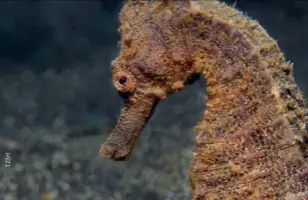  ??  ?? BELOW
A beautiful ornate ghost pipefish shelters from the current at Makawide