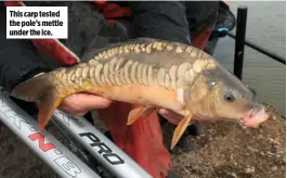  ??  ?? This carp tested the pole’s mettle under the ice.