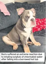  ??  ?? Boris suffered an extreme reaction due to inhaling lungfuls of chlorinate­d water after falling into a borrowed hot tub