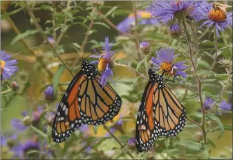  ?? COURTESY OF TIMBER PRESS ?? Top right: Monarch butterflie­s in the University of Delaware Botanical Garden in Newark, Del., featured in the Douglas Tallamy book.