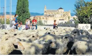  ?? REPORTAJE GRÁFICO: JUAN AYALA ?? Paso de 2.000 ovejas por Córdoba.