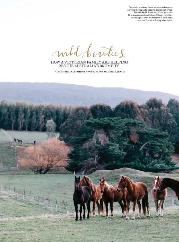  ??  ?? Once wild stallions, these handsome boys are learning the ropes to become domestic horses. FACING PAGE President of the Victorian Brumby Associatio­n Colleen O’brien with Max and Illinga — both brumbies that have been rescued from the Snowy Mountains.