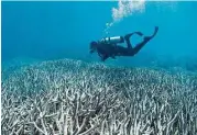  ?? XL Catlin Seaview Survey / AFP ?? A diver checks the bleached coral at Heron Island on the Great Barrier Reef. Large parts of Australia’s Great Barrier Reef could be dead within 20 years as climate change propels mass coral bleaching.